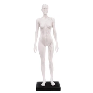 1:6 30 cm Anatomía Humana Calavera Sangre Escultura Cabeza Cuerpo Modelo Mujer Blanco EE. UU. - Imagen 1 de 7