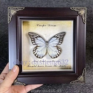 Beautiful Framed Butterfly Wall Decor Taxidermy Collectables Entomology Specimen - Picture 1 of 1