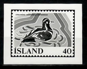 Photo Essay, Iceland Sc500 Harlequin Duck, Bird, Wetlands Conservation. - Picture 1 of 1