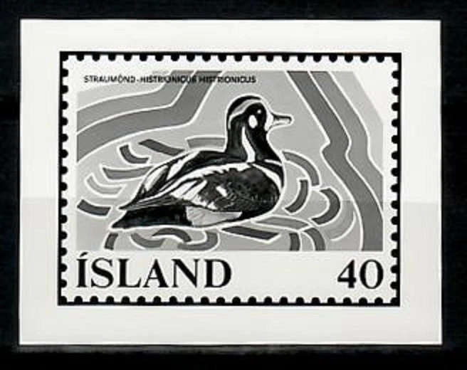 Ensayo fotográfico, Islandia Sc500 pato arlequín, aves, conservación de humedales. Foto 1 de 1