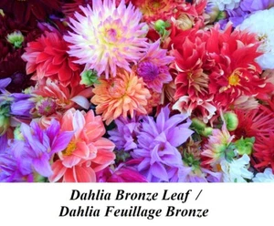 Seeds Dahlia BRONZE LEAF Special Pompom Seed Bright COLOR MIXED Superb CANADA + - Picture 1 of 3