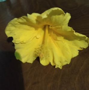 Hibiscus  yellow,plant