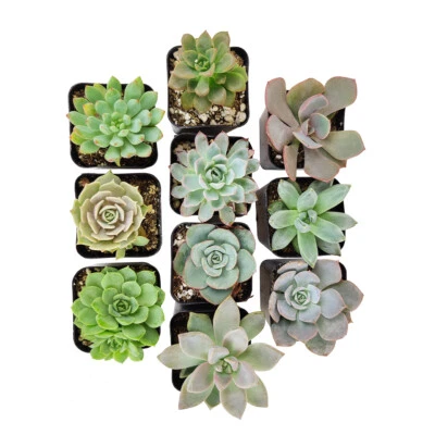 Echeveria Succulent Pack | Set of 2/4/6/8/10 Unique Succulent Plants - Image 1 of 4