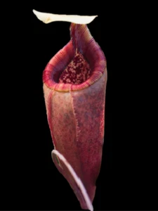 SEEDS Nepenthes Mantalingajanensis - Picture 1 of 1