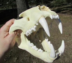 REPLICA ENORME TESCHIO LEOPARDATO PLASTICA FUSA TASSIDERMIA - Foto 1 di 1