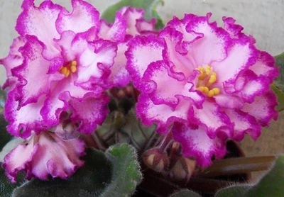 PLANTA VIOLETA AFRICANA ~ YAN-MINUET (N. Puminova) 'Ian Minuet' RARA maceta de hoja grande Foto 1 de 4