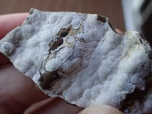 Botryoidal Fossil Coral Geode Fragment GA Agate Cabbing Specimen Craft WC46 - Picture 1 of 5