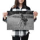 A3 - Cute Playful Foal Horse Pony Poster 42X29.7cm280gsm(bw) #39086