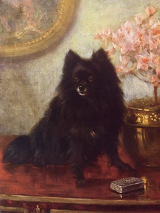 POMERANIAN CHARMING DOG GREETINGS NOTE CARD CUTE BLACK DOG SITS ON TABLE - Picture 1 of 1