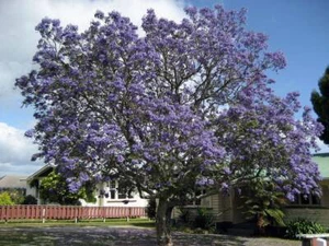 7 Graines de Flamboyant bleu, Jacaranda mimosifolia - Bild 1 von 3