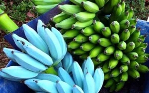 -Musa-ICE CREAM (BLUE JAVA)- Live Banana Tree-SMALL ROOTED STARTER PLANT- - Picture 1 of 8