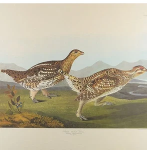 Vintage  # 77 Of 250 Audubon Bird Print Sharp tailed Grous Litho  1837 Havell - - Picture 1 of 17