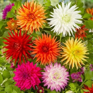 Dahlia CACTUS FLOWER MIX 30 seeds flowers - Picture 1 of 1