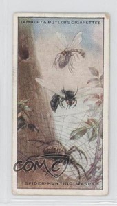 1924 Lambert & Butler Wonders of Nature Tobacco Spider-Hunting Wasps #23 a8x