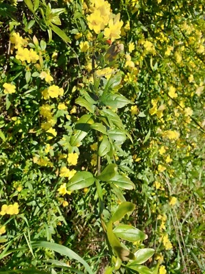 10 TALEE.-Rami Gelsomino D'inverno Jasminum Nudiflorum Lindl.  G.di San Giuseppe - Immagine 1 di 3
