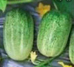 Gemüsesamen Bangladesch kurze Gurke 100 % gute Qualität 50 Samen KOSTENLOSE LIEFERUNG