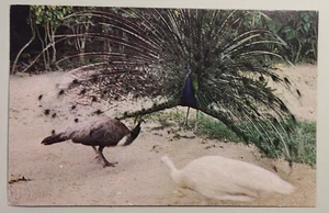 Postal de cortejo de pavo real en los jardines de Ardastra - Nassau, Bahamas - Imagen 1 de 2