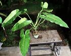 Philodendron Jose Buono Plant grown in 5&quot; Pot 23&quot; Tall 29&quot; Wide LARGE