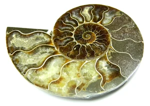 4.75" Cut & Polished Ammonite Fossil (Half) - Madagascar -with 3D floating frame - Picture 1 of 7