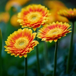 Gerbera 'Sweet Blaze'. 2L Plant. Orange-yellow perennial flowers - Picture 1 of 4
