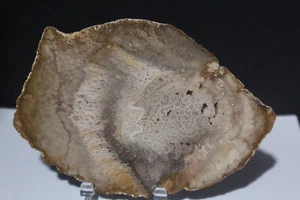 "Helecho de árbol Tietea Singularis madera petrificada grande rara Brasil Pérmico 6,25""x 4,4""" - Imagen 1 de 3