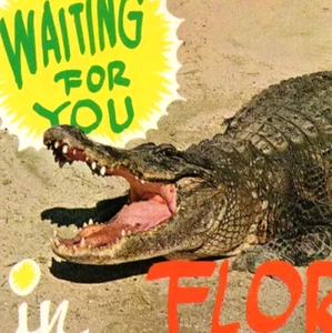 Humor Alligator w/ Big Teeth 'Waiting for You in Florida' c1960s Postcard - Picture 1 of 3