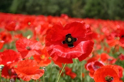5.000 - 225.000 semillas de amapola de Flandes (Papaver Rhoeas) a granel Foto 1 de 4