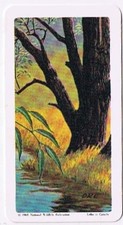 Brooke Bond Red Rose Tea Card #18 Willow Trees Of North America