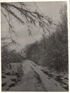 Winter Road in Denmark 1900 - 1950s Rare Vintage Photo Small Size 11x8cm - Picture 1 of 1