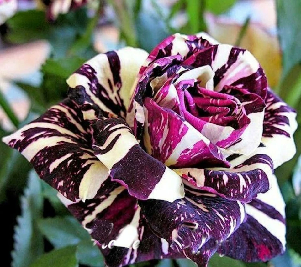Black Dragon Rose - Garden Plant Flower - Viable Seeds - UK Stock - FREE P&P - Image 1 of 1
