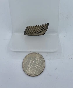 STINGRAY ZAHN MUNDPLATTE EOZÄN PFLASTER ZAHN FLORIDA FOSSIL STACHSTRAHL Rap1 - Bild 1 von 2