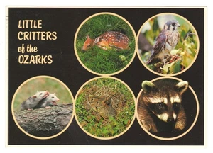 Postal Monett Missouri Ozarks Little Critters cromada vintage años 50 - Imagen 1 de 2