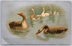 Ostern~Sechs Enten A-Schwimmen~Folge dem Führer im Teich~Silberrücken~Winsch~um 1910 - Bild 1 von 2