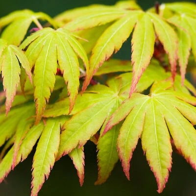 Acer palmatum 'Sango-Kaku' | Japanese Maple Deciduous Garden Plant Tree In Pot - Image 1 of 4