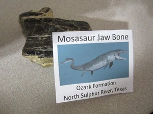 Dinosaurierknochen - Mosasaurier Kieferknochen, North Sulphur River Texas, USA - Bild 1 von 9