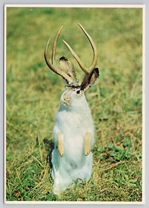 Texas Jackalope, Trofeo del Cazador Más Raro, Cómic Humor Postal De Colección - Imagen 1 de 2
