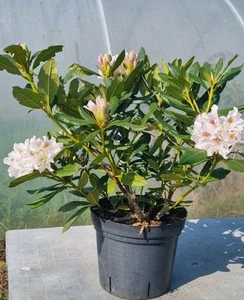 Rhododendron sp. im 10 Liter Topf - Bild 1 von 7