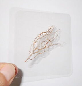 Laminated Spanish Needle Roots in 95x65 mm Plastic Sheet 3 pieces Lot