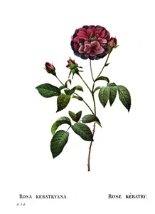 Botanical Print, Redoute Roses, Rosa Keratryana. 1978 reproduction print - Picture 1 of 1