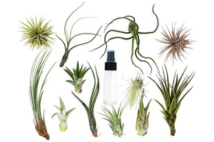 Tillandsia Air Plant Variety Pack w/ Spray Bottle-3 Pack - Picture 1 of 2