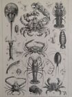 1929 CRUSTACEANS Engraving Crabs Lobster Horseshoe Illustration 6.5 x 9.5" C14-5