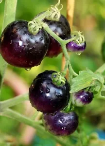 10+ EUROPEAN BLACK CHERRY TOMATO SEEDS - HEIRLOOM -NON GMO - SWEET - RARE - Picture 1 of 5