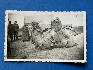Foto, WK2, deutsche Soldaten und ein Kamel in Warenikowskaja 1943, XT55189 - Bild 1 von 2