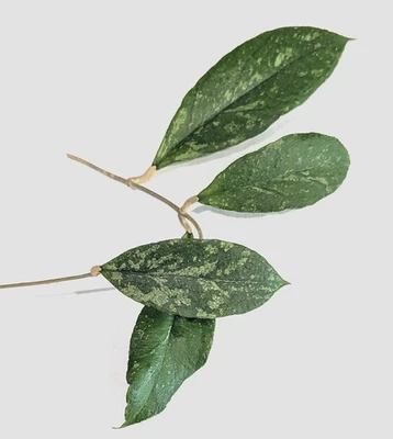 Very Rare Hoya cv ‘Rainy Man’  * Splash leaves *  3 nodes unrooted cutting - Image 1 of 4