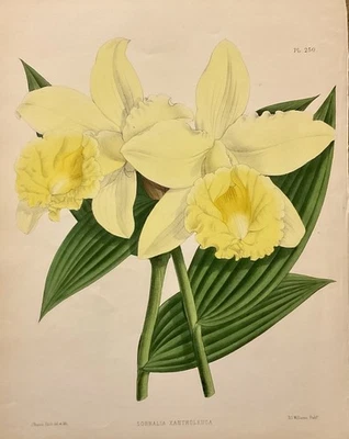 1887 年兰花石版画 John Nugent Fitch Sobralia Xantholeuca — 第 1/3 张图片