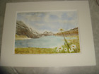 Original Signed Mounted Watercolour Painting And Certificate A4 Mountain Daisy