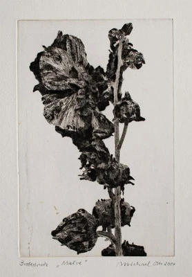 Michael Otto Stockrose Malve Pflanzendarstellung signiert Radierung 2004 Probe - Bild 1 von 2