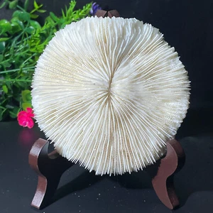 200g Natural Coral piece Sea White Coral Mushroom Aquarium Landscaping+stands - Picture 1 of 17