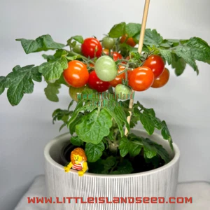 Farthest North Micro Dwarf Tomato, 40CM/16" Tall (solanum lycopersicum) - Picture 1 of 4