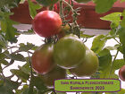 NOWE ZBIORY 2023 Ivan Kupala pomidor mięsny 15 nasion upraw ekologicznych
